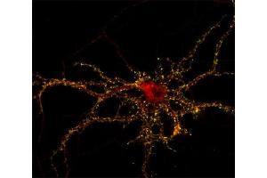 Immunocytochemistry (ICC) image for anti-Tumor Protein P63 Regulated 1-Like (TPRG1L) antibody (ABIN1742502)