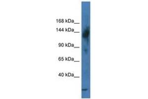Image no. 1 for anti-Transcriptional Regulating Factor 1 (TRERF1) (N-Term) antibody (ABIN6747211)