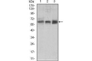 Western blot analysis using BMPR1A mouse mAb against PC-3 (1), K562 (2) cell lysate, and Mouse liver (3) tissue lysate.
