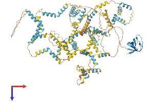 AlphaFold protein structure predicition of Human Recombinant NEBL Protein, UniprotID O76041