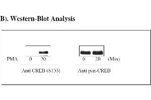 Image no. 4 for cAMP Responsive Element Binding Protein 1 (CREB1) ELISA Kit (ABIN1981714) (CREB1 Kit ELISA)