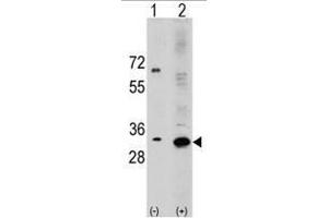 Image no. 3 for anti-Ribosomal Protein S6 (RPS6) (N-Term) antibody (ABIN357338) (RPS6 anticorps  (N-Term))