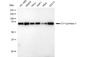 Western blotting analysis using CTP synthase 1 antibody (ABIN7798174). (Recombinant CTP Synthase anticorps)