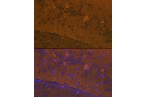 Immunofluorescence analysis of mouse brain cells using GluR1/GRI Rabbit pAb (826) at dilution of 1:100 (40x lens). (Glutamate Receptor 1 anticorps  (AA 19-300))