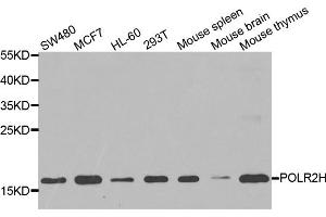 Western blot analysis of extracts of various cell lines, using POLR2H antibody. (POLR2H anticorps)