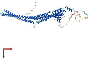 AlphaFold protein structure predicition of Mouse Recombinant Pacsin3 Protein, UniprotID Q99JB8
