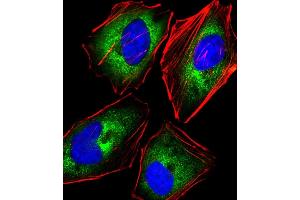 Immunofluorescent analysis of 4 % paraformaldehyde-fixed, 0.