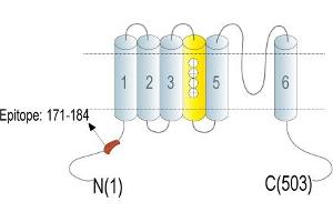 anti-Potassium Channel, Subfamily V, Member 1 (KCNV1) (AA 171-184), (Intracellular), (N-Term) antibody