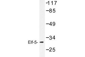 Image no. 1 for anti-E74-Like Factor 5 (Ets Domain Transcription Factor) (ELF5) antibody (ABIN272261) (ELF5 anticorps)