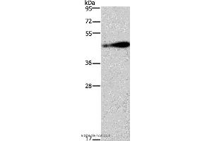 Western blot analysis of 231 cell, using AGER Polyclonal Antibody at dilution of 1:750 (RAGE anticorps)
