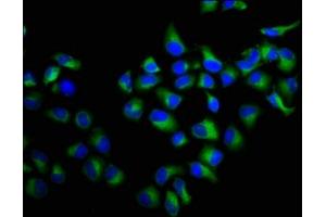 Immunofluorescence staining of Hela cells with ABIN7167390 at 1:100, counter-stained with DAPI. (rala anticorps  (AA 1-203))