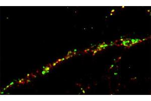 Immunostaining of a rat hippocampus neuron with anti-GRIP (dilution 1 : 100; red) and anti-synapsin 1 (, dilution 1 : 500; green).