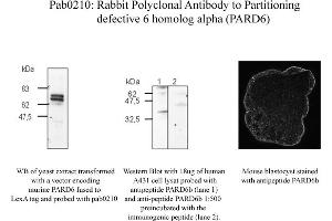 anti-Par-6 Partitioning Defective 6 Homolog beta (PARD6B) (N-Term) antibody