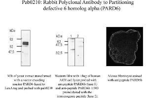 Image no. 1 for anti-Par-6 Partitioning Defective 6 Homolog beta (PARD6B) (N-Term) antibody (ABIN347091) (PARD6B anticorps  (N-Term))