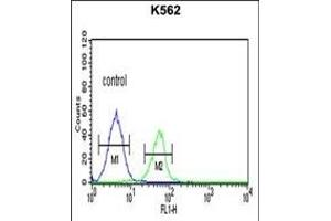 PLA2G4B Antibody (Center) (ABIN651112 and ABIN2840078) flow cytometric analysis of K562 cells (right histogram) compared to a negative control cell (left histogram). (PLA2G4B anticorps  (AA 396-424))