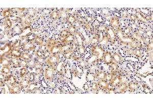 Detection of PALB in Rat Kidney Tissue using Polyclonal Antibody to Prealbumin (PALB)