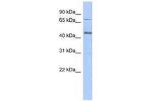 Image no. 1 for anti-Ubiquitin Specific Peptidase 12 (USP12) (AA 107-156) antibody (ABIN6743892) (USP12 anticorps  (AA 107-156))