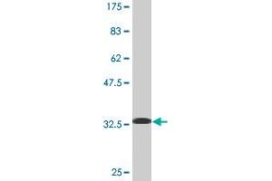 Western Blot detection against Immunogen (34.