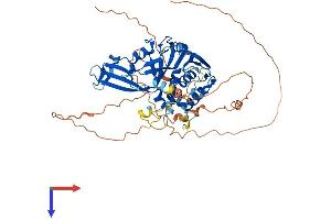 Ubiquitin Specific Peptidase 17-Like Family Member 7 (USP17L7) (AA 1-530) protein (His tag)