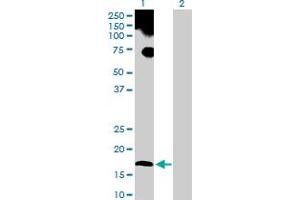 Western Blot analysis of UBL4A expression in transfected 293T cell line by UBL4A MaxPab polyclonal antibody.