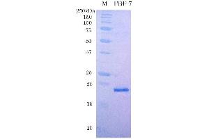 SDS-PAGE (SDS) image for Fibroblast Growth Factor 7 (FGF7) (Active) protein (ABIN2452198) (FGF7 Protéine)