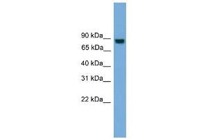 EXOC8 antibody used at 1 ug/ml to detect target protein.