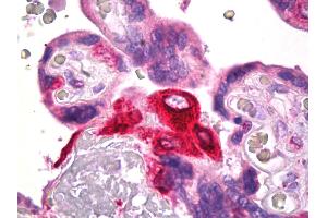 Anti-PTGES antibody IHC of human placenta. (Prostaglandin E Synthase anticorps)