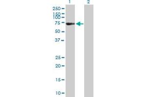 Western Blot analysis of FSD1 expression in transfected 293T cell line by FSD1 MaxPab polyclonal antibody. (FSD1 anticorps  (AA 1-496))