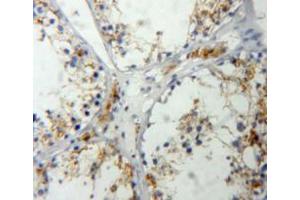 IHC-P analysis of testis tissue, with DAB staining. (IGF2 anticorps  (AA 25-91))