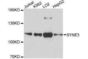 Western blot analysis of extracts of various cell lines, using SYNE3 antibody. (Nesprin3 anticorps)