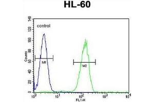 GPR142 Antibody (N-term) flow cytometric analysis of HL-60 cells (right histogram) compared to a negative control cell (left histogram). (GPR142 anticorps  (N-Term))