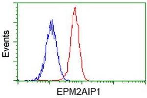 Image no. 4 for anti-EPM2A (Laforin) Interacting Protein 1 (EPM2AIP1) antibody (ABIN1498044) (EPM2AIP1 anticorps)