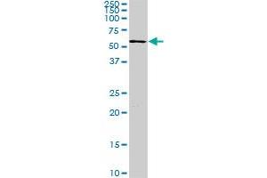 FGR monoclonal antibody (M02), clone 3B11. (Fgr anticorps  (AA 1-90))