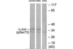 Western blot analysis of extracts from HuvEc cells treated with TNF 20ng/ml 5' and K562 cells treated with TNF 20ng/ml 5', using c-Jun (Phospho-Ser73) Antibody. (C-JUN anticorps  (AA 40-89))