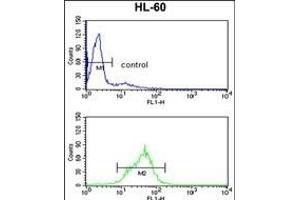 EN2 Antibody (C-term-2) (ABIN391666 and ABIN2841575) flow cytometry analysis of HL-60 cells (bottom histogram) compared to a negative control cell (top histogram). (EN2 anticorps  (C-Term))
