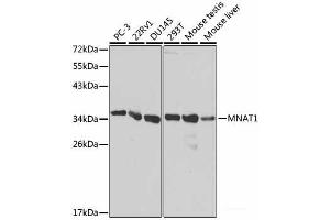 Western blot analysis of extracts of various cell lines using MNAT1 Polyclonal Antibody at dilution of 1:1000. (MNAT1 anticorps)