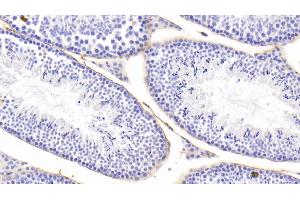 Detection of MFAP5 in Mouse Testis Tissue using Polyclonal Antibody to Microfibrillar Associated Protein 5 (MFAP5)