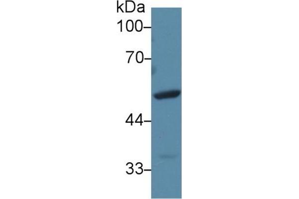 FGG antibody  (AA 168-405)
