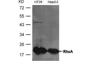 Western blot analysis of extracts from HT29 and HepG2 cells using RhoA Antibody. (RHOA anticorps  (AA 180-184))