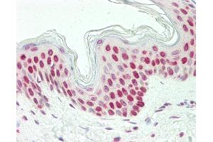 Anti-LHX6 antibody IHC staining of human skin.