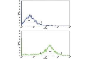 Flow cytometric analysis of NCI-H292 cells using IL-1B antibody (bottom histogram) compared to a negative control (top histogram).