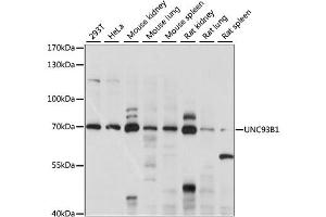 Western blot analysis of extracts of various cell lines, using UNC93B1 antibody (ABIN6292324) at 1:1000 dilution. (UNC93B1 anticorps)