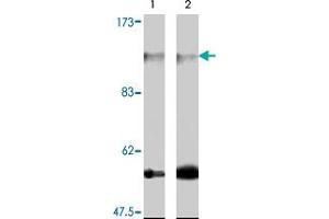 Western blot analysis of extract from 3T3-L1 (lane 1) and NIH/3T3 cells (lane 2) , using Farp2 polyclonal antibody  . (FARP2 anticorps)
