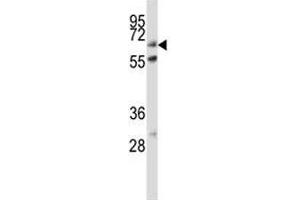 ALP antibody western blot analysis in HeLa lysate