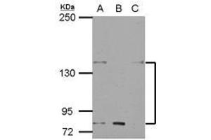 Image no. 1 for anti-Potassium Voltage-Gated Channel, Subfamily H (Eag-Related), Member 7 (KCNH7) (N-Term) antibody (ABIN1494034) (KCNH7 anticorps  (N-Term))
