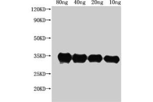 anti-PdeH (AA 1-255) antibody