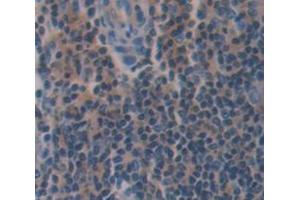 IHC-P analysis of Mouse Tissue, with DAB staining. (Caspase 8 anticorps  (AA 219-376))