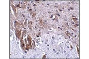 Immunohistochemistry of LRFN1 in mouse brain tissue with this product at 2. (LRFN1 anticorps  (C-Term))