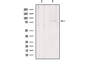 Western blot analysis of extracts from Hela, using SLCO1A2 Antibody. (SLCO1A2 anticorps  (Internal Region))