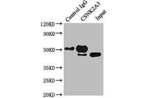 Immunoprecipitating CSNK2A3 in Hela whole cell lysate Lane 1: Rabbit control IgG instead of ABIN7146881 in Hela whole cell lysate. (CSNK2A3 anticorps  (AA 151-391))